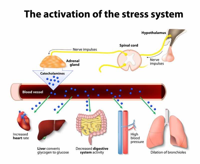 effects of stress on body