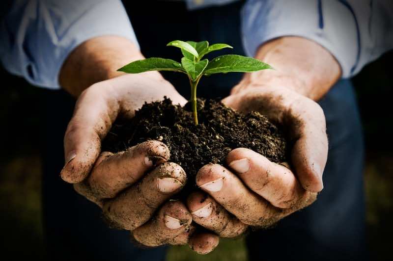 Farmer hand holding a fresh young plant. Symbol of new life and