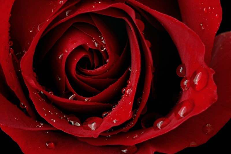 Macro image of dark red rose with water droplets.  Extreme close