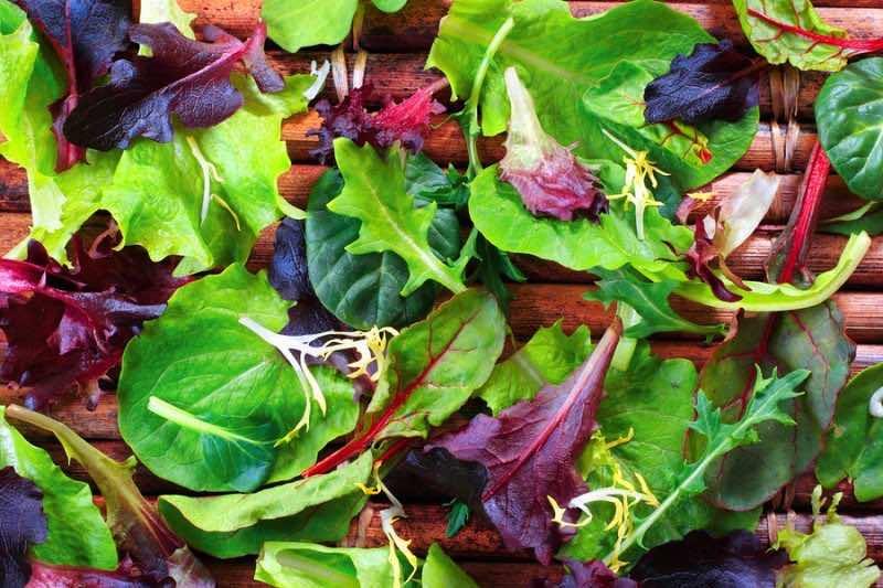 Organic Spring Mix Lettuce