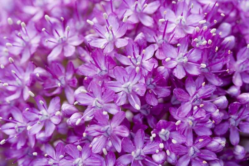 big purple flower macro (Allium Giganteum) - extreme close-up