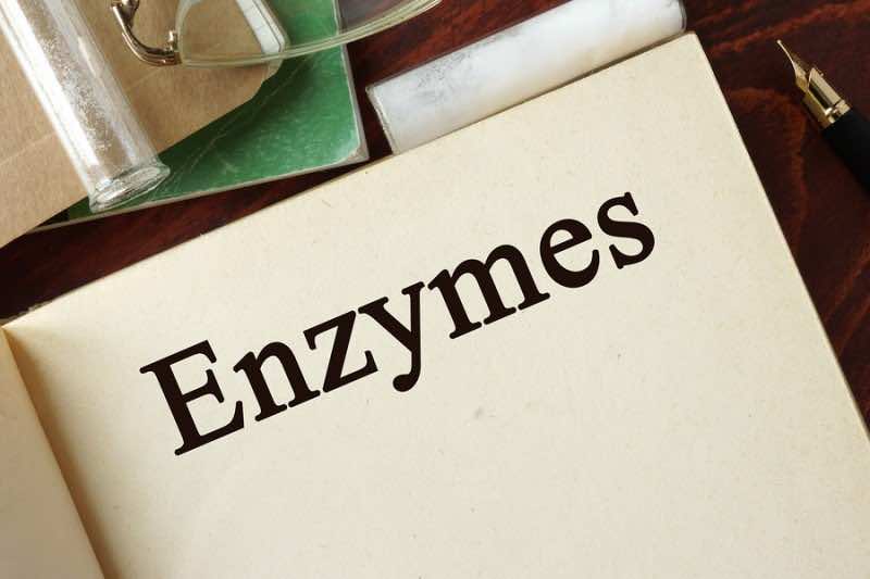 Enzymes written on a page. Chemistry concept.